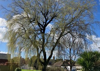 Weeping Willow tree between Salsbury Street Green and Saint Martin's Lane in Shaftesbury