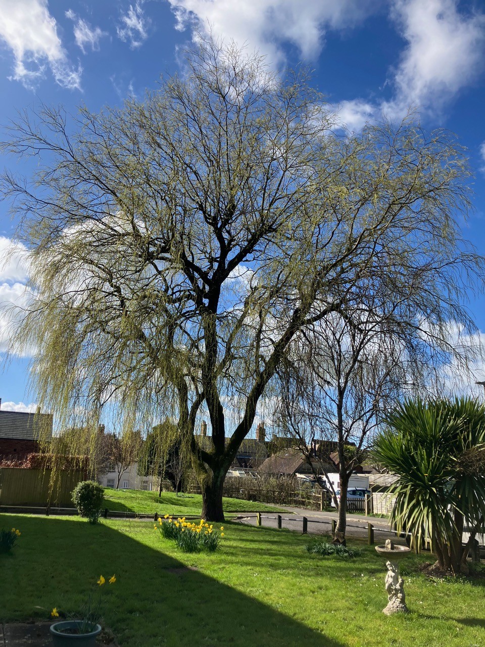 Weeping Willow tree between Salsbury Street Green and Saint Martin's Lane in Shaftesbury