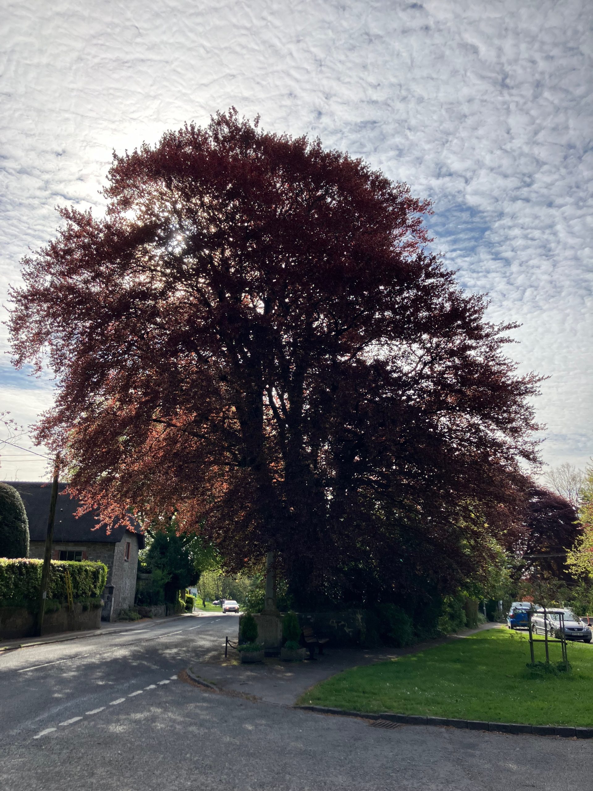 Gigantic Copper Beech tree at Butts Knapp in Shaftesbury