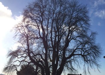 tulip tree