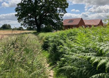 Boundary Oak marking the county boundary between Dorset and Wiltshire
