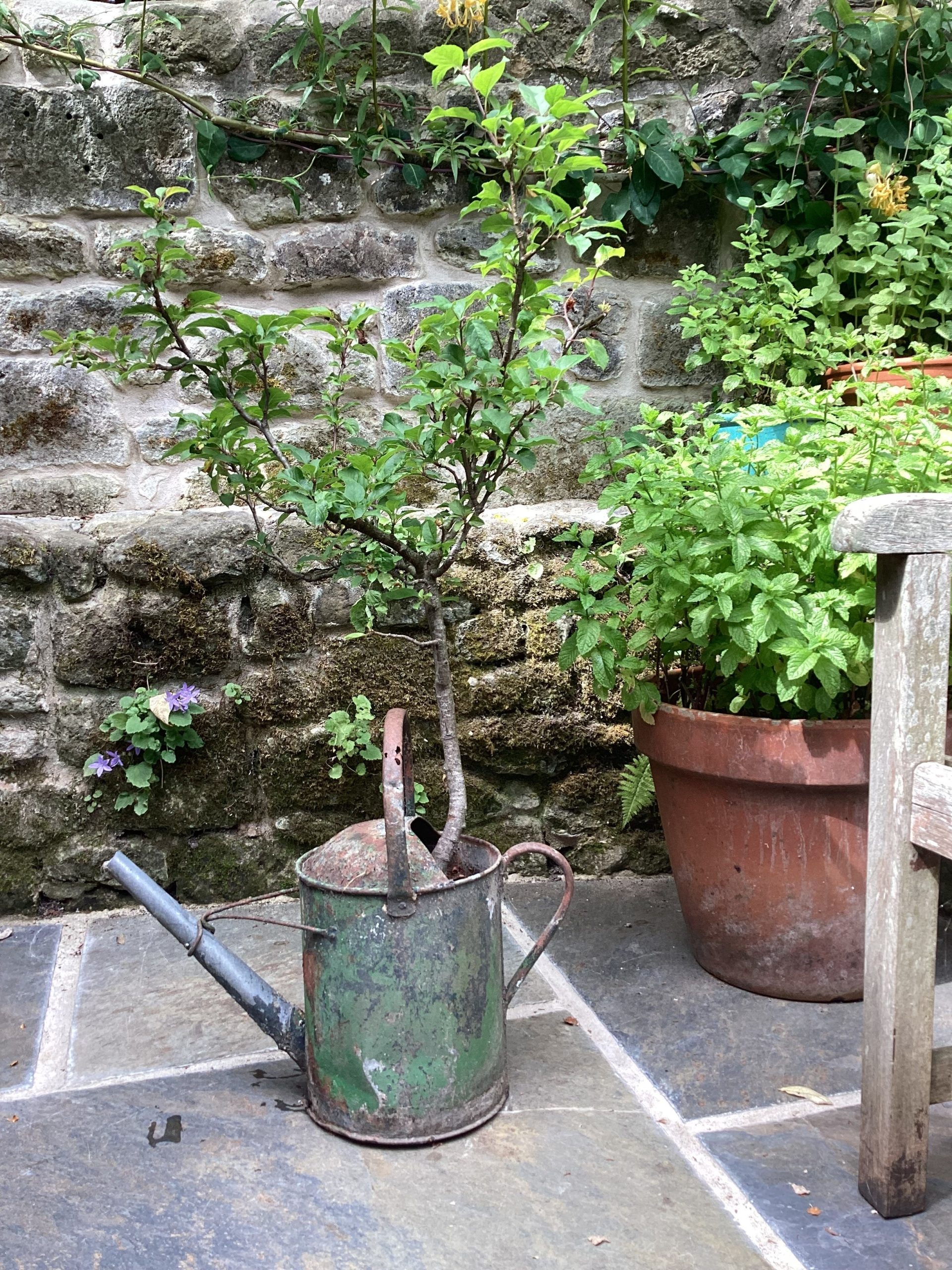 Eighteen year old seedling apple tree growing in a watering can.