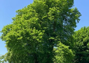 Lime trees in St James Park, Shaftesbury