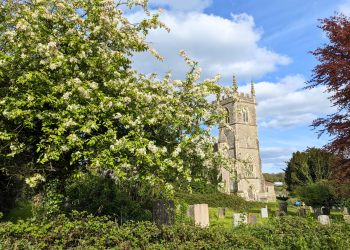 Crab apple at St James Church