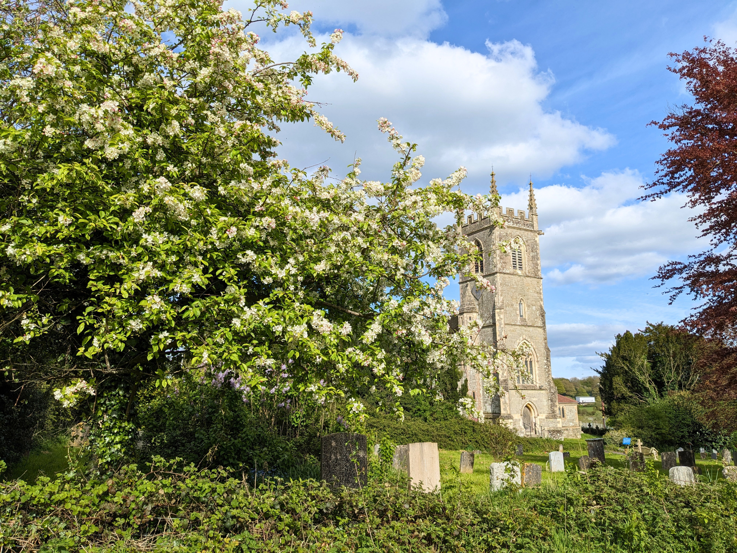 Crab apple at St James Church