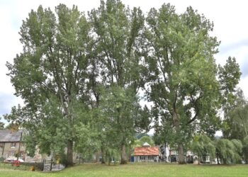The Poplar Trees