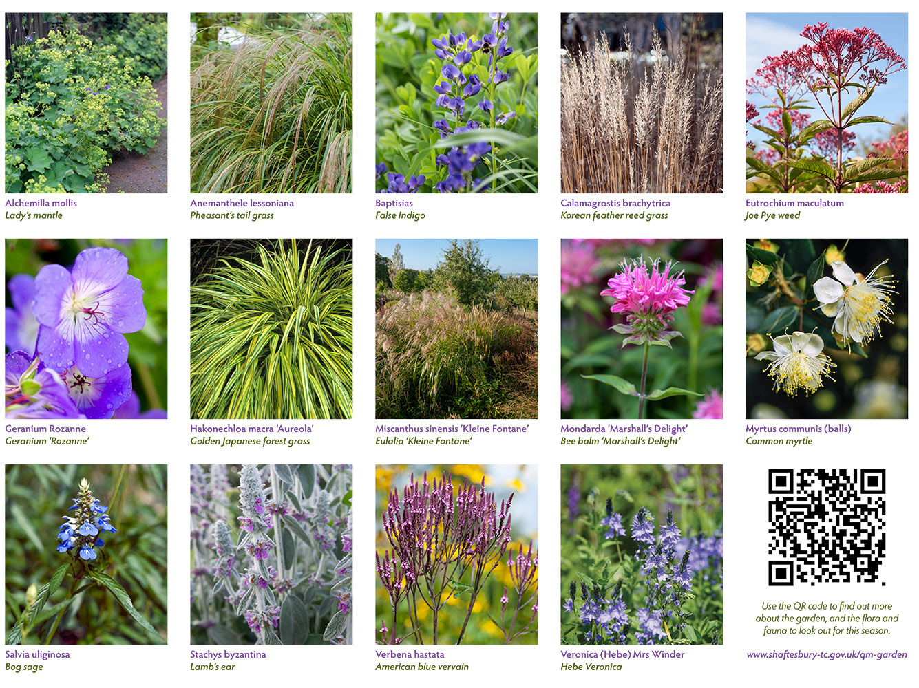Autumn plants in the Queen Mother Garden