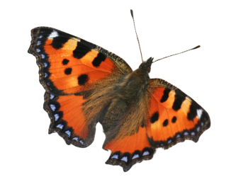 Small tortoiseshell butterfly